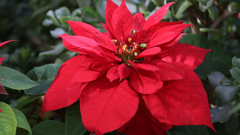 A closeup of a poinsettia with bright red leaves growing outdoors