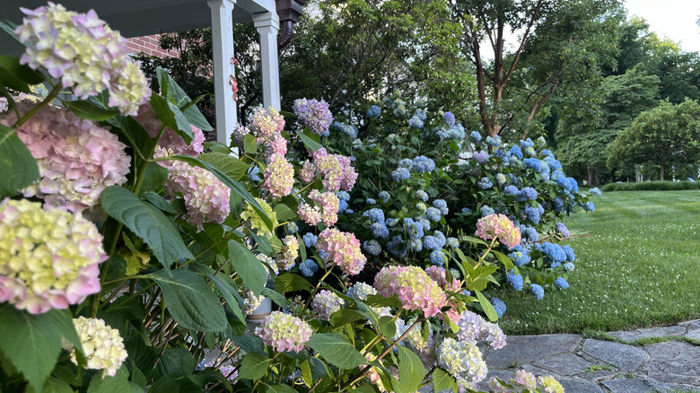 Light purple and blue hydrangeas grow in a porch garden