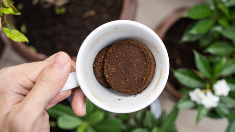 A person applies coffee grounds to a plant on their garden