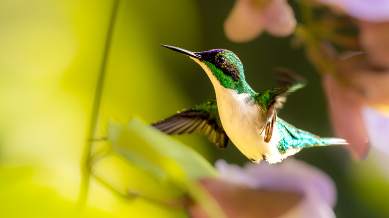 A green hummingbird in flight between flowers