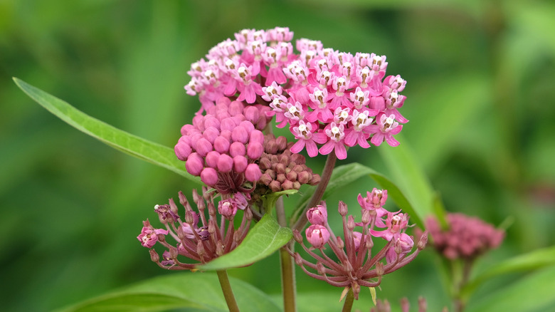 A pink swamp milkweed bloom
