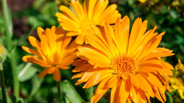Three bright orange calendula flowers in the sun