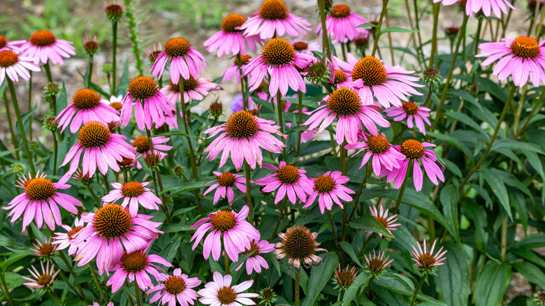 Pinkish-purple coneflowers growing up tall in a large clump outside