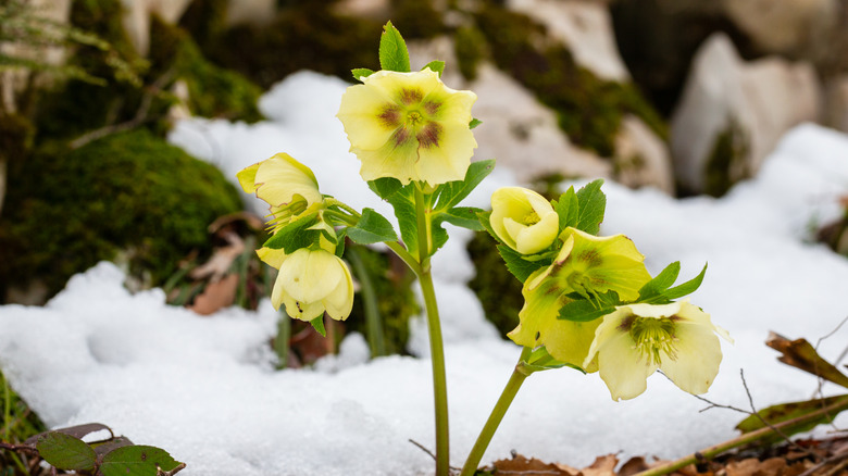 Yellow hellebores growing up out of a pike of snow with mossy rocks in the background