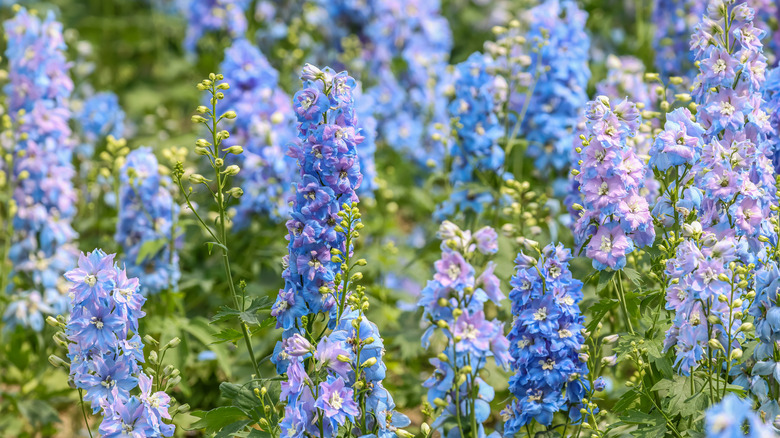 Purple and blue larkspur blooming in a field