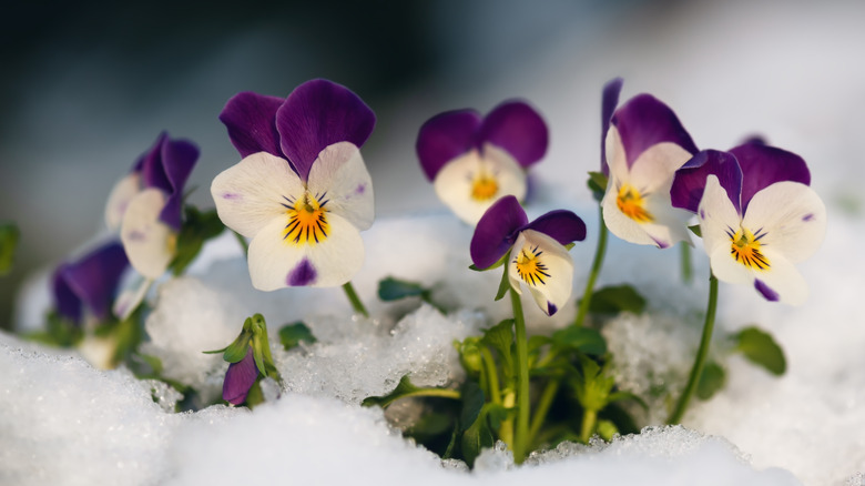 Purple, white, and yellow pansies growing out of the snow
