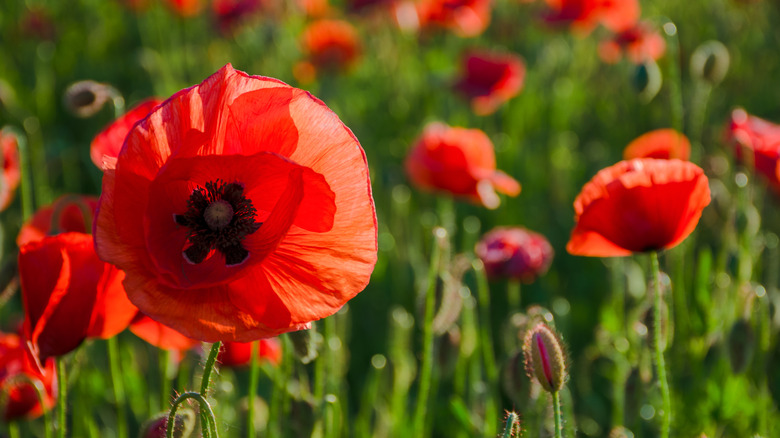 Bright red poppies in the sun in a field