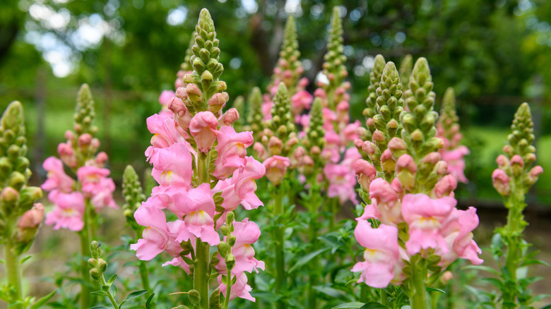 Pastel pink snapdragons growing outside