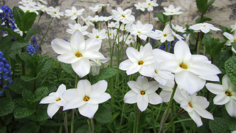 Bright white starflowers on green background with trees and blue flowers also behind