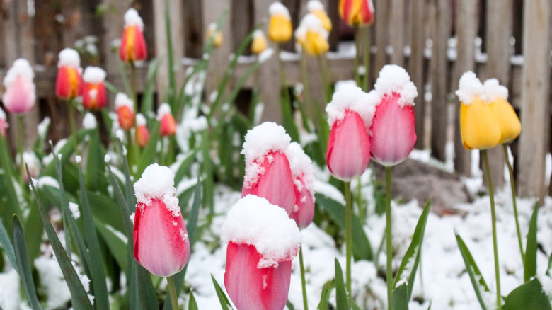 Tulips in pinks, oranges, yellows, and reds growing with snow on top