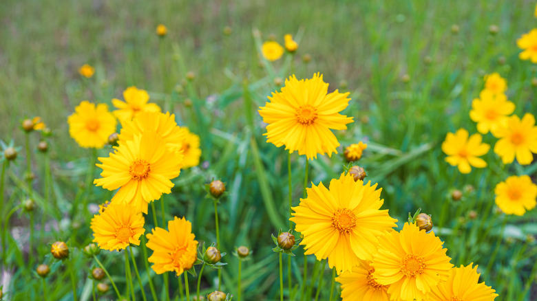 A mass planting of yellow coreopsis flowers.