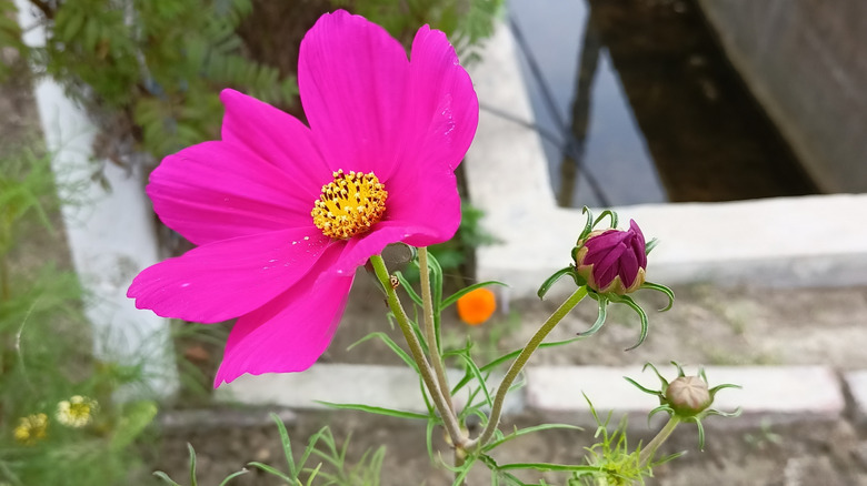 A pink cosmos flower blooming in the garden.