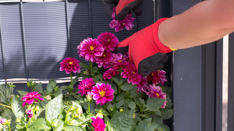 A person pinches off a spent dahlia bud.
