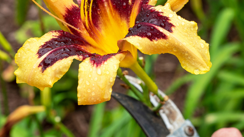 A pair of pruners snips the stem of a yellow and red daylily flower.