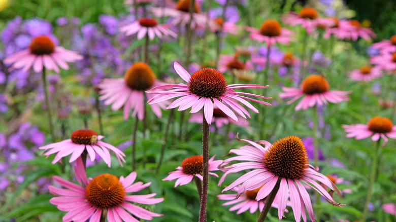 A mass planting of purple coneflowers (Echinacea purpurea) blooming.