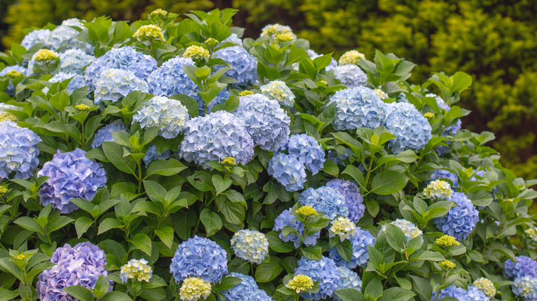 Blue macrophylla hydrangeas in the garden.