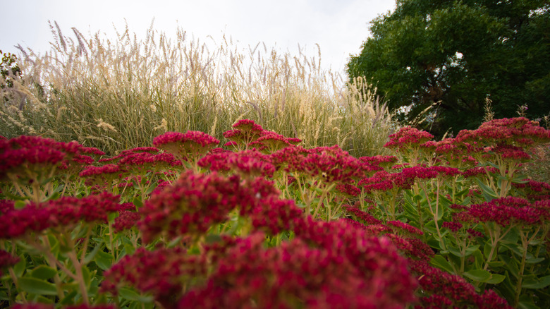 'Autumn Joy' sedum (Hylotelephium spectabile 'Autumn Joy') blooming in the fall.