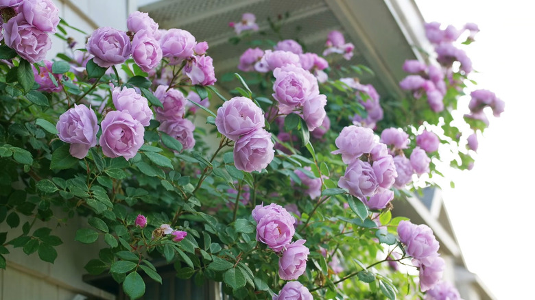 Proven Winners 2026 Rose of the Year 'Rise Up 'Lilac Days' rambling up a wall.