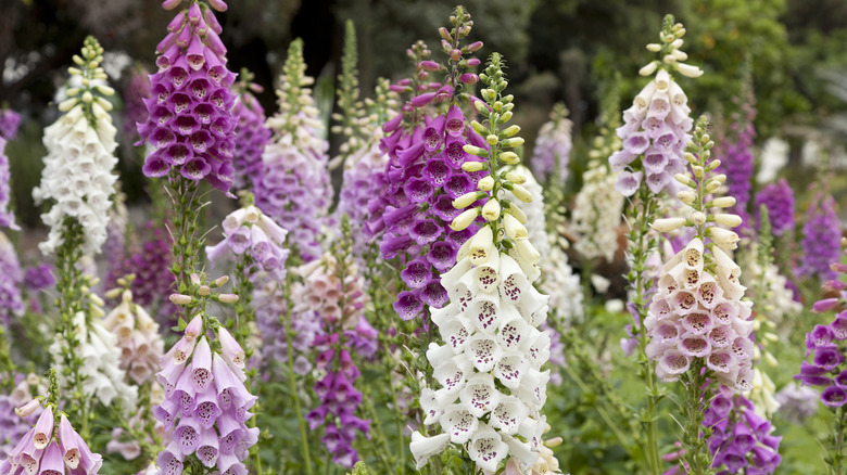 Purple and white foxgloves blooming in a field.