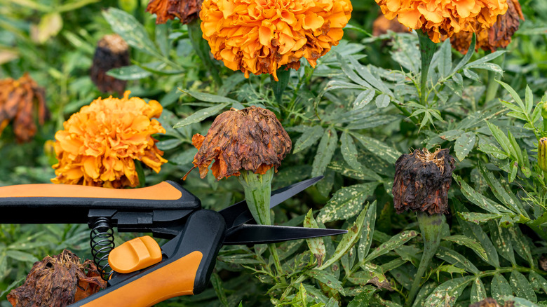 Shears snip off a spent orange marigold flower.
