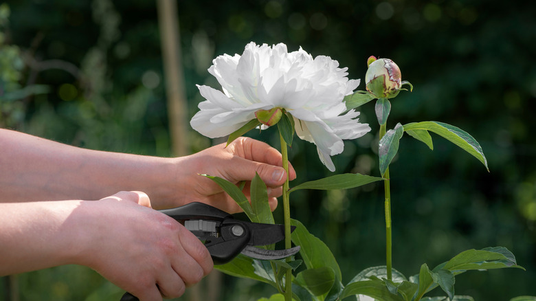 A woman uses pruners to snip a white peony flower from a plant in the garden.
