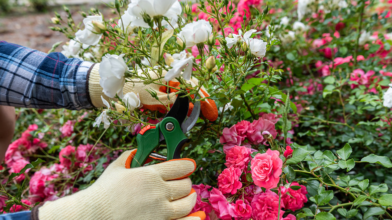 A person prunes flowers from a floribunda rose blooming in the garden.