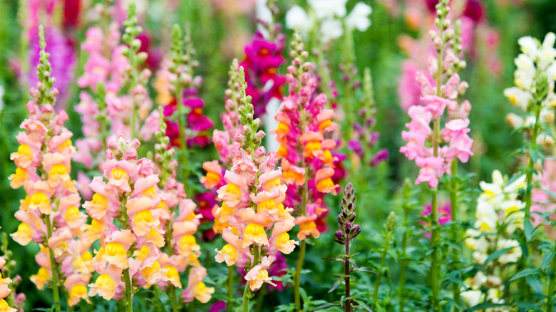Colorful snapdragon flowers in a garden.
