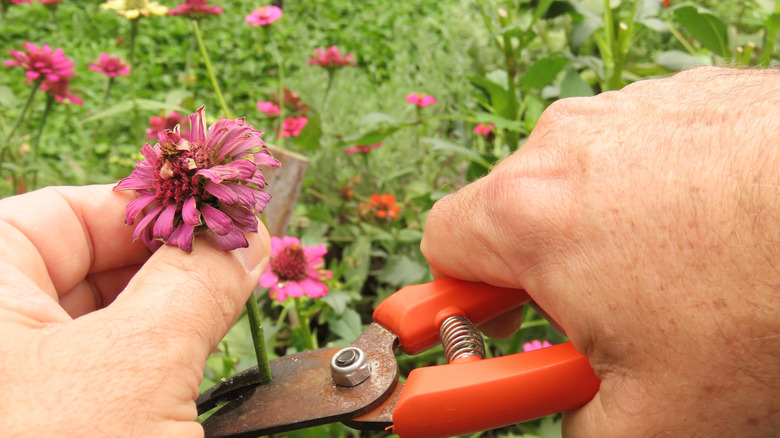 Two hands holding shears snip off a pink zinnia bloom.