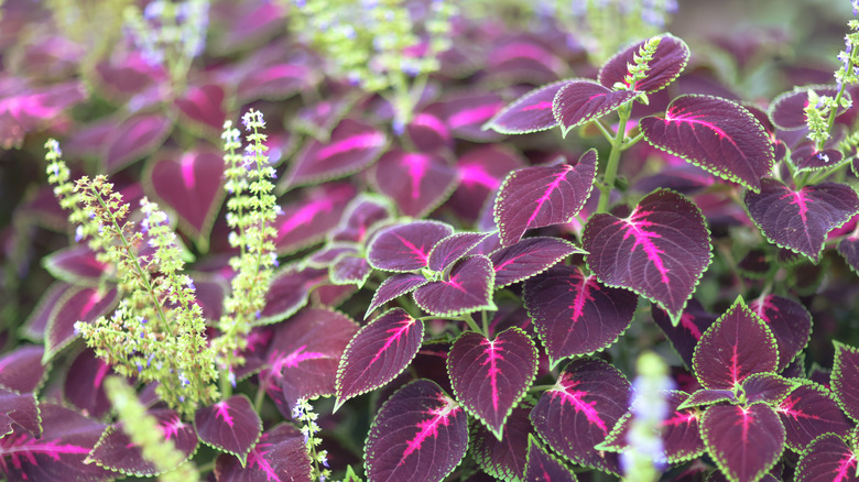 Coleus plants with flowers.