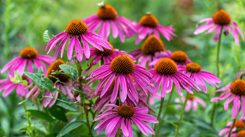 Magenta coneflowers blooming.