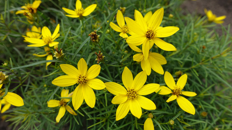 Yellow coreopsis flowers.