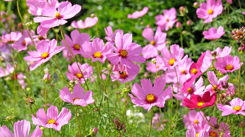Pale pink cosmos in garden.