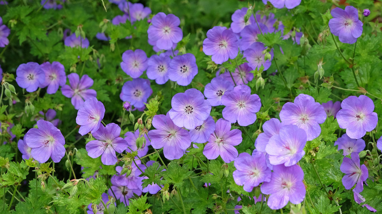 'Rozanne' blue perennial geraniums.