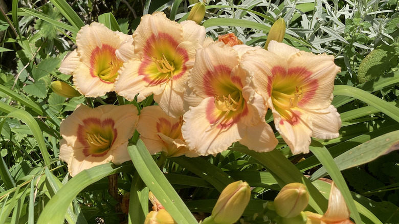 Daylilies in bloom.