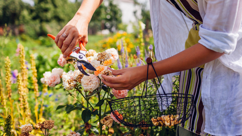 Person deadheading roses in garden.