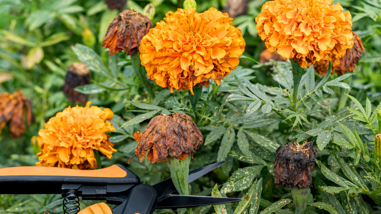 Orange marigolds with some in need of deadheading.
