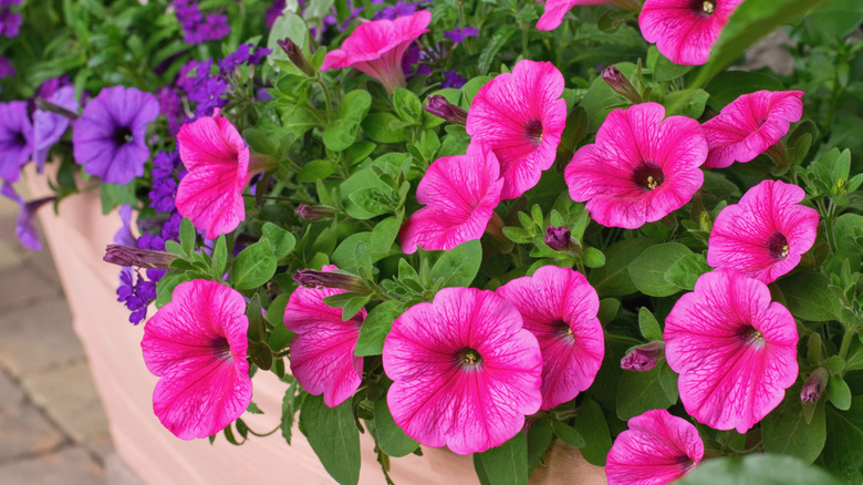 Pink and purple petunias.