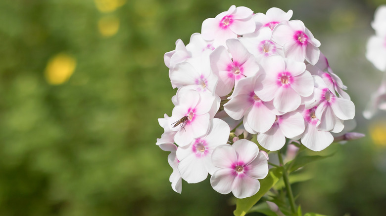 White and pink phlox plants.