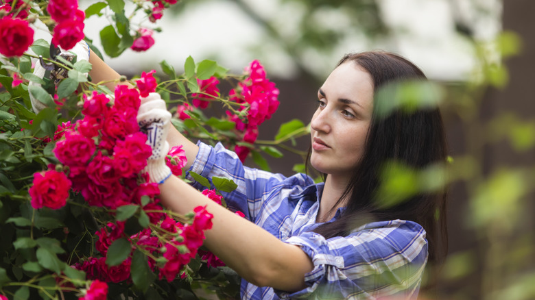 Person pruning roses.