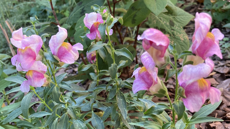 Pink snapdragons in bloom.