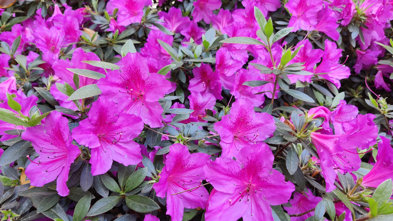 Close up of pink azalea plant