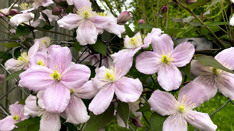 Close up of purple clematis in a garden