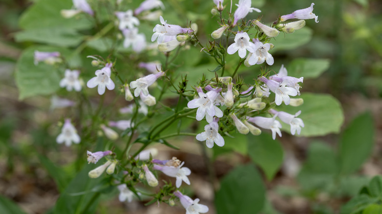 Close up of white and pink flowers of beardtongue foxglove