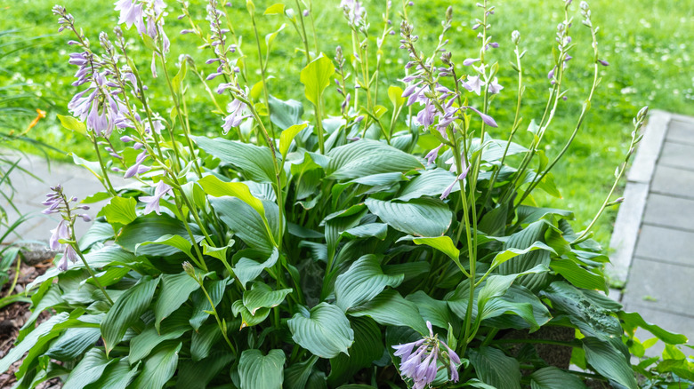 Flowering hosta plant
