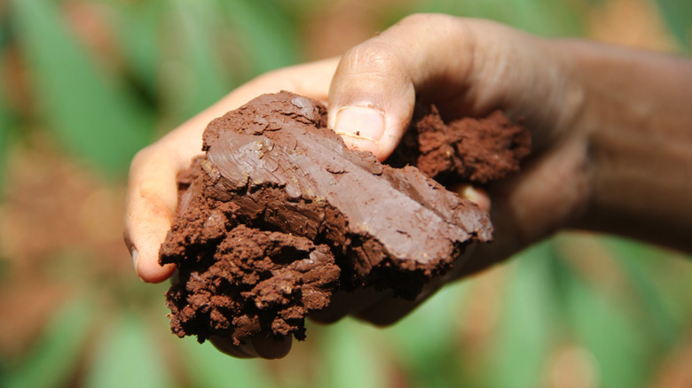 Close up of gardener holding clump of clay soil