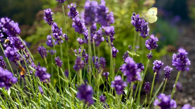 Close up of butterfly on a lavender plant