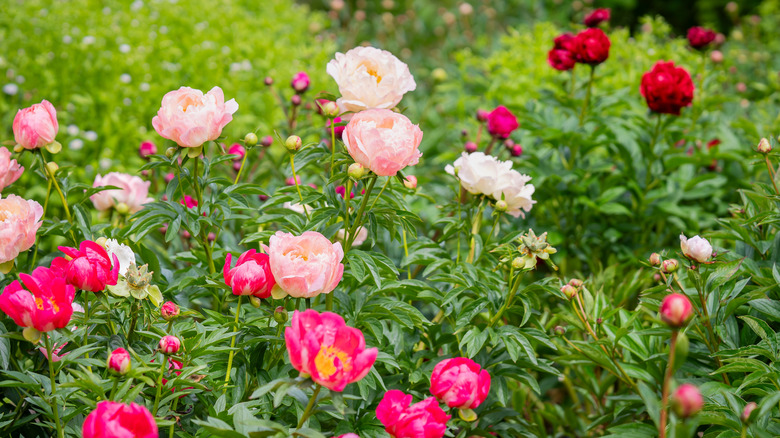 Flower bed of peonies