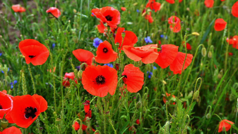 Red poppy flowers in a garden
