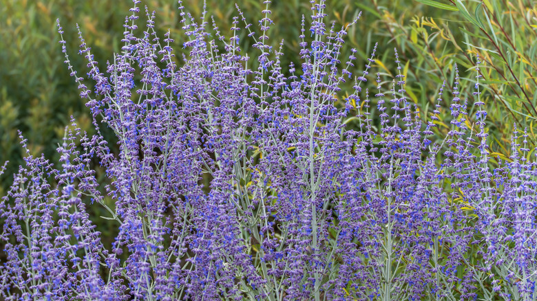 Close up of purple Russian sage flowers