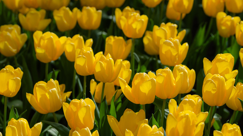 Close up of yellow tulips